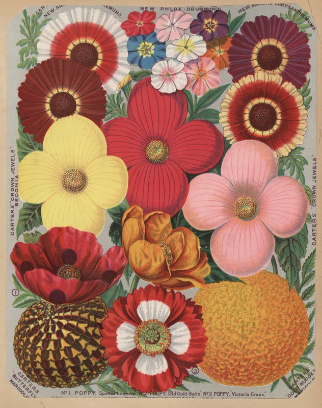 Side fra blomsterkatalog af English School
