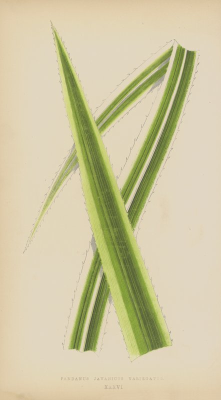 Pandanus Javanicus Variegatus af English School