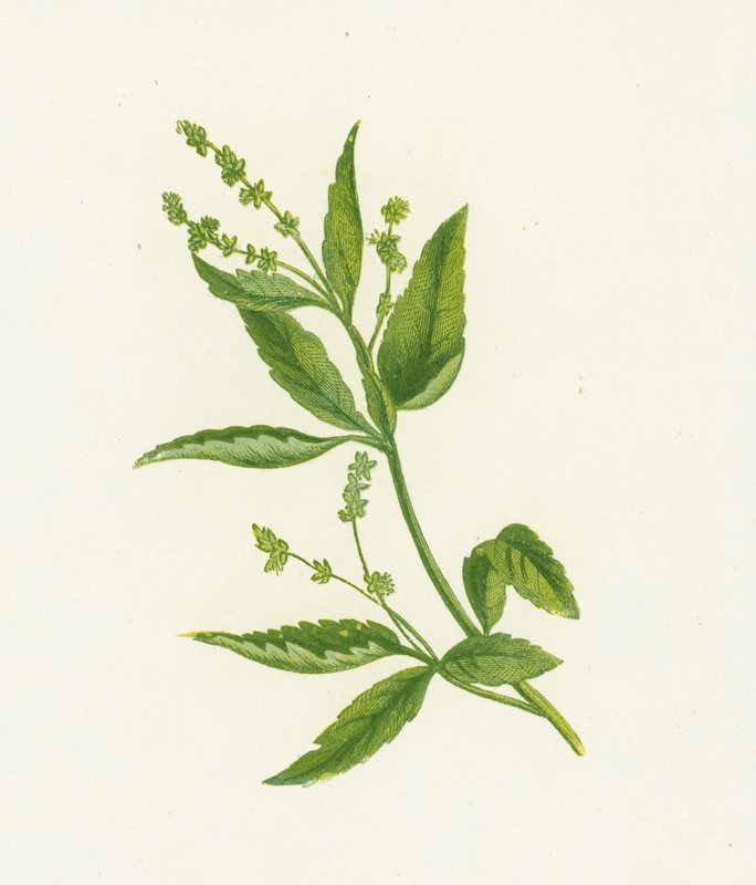 Flerårig, eller hundekviksølv, Mercurialis Perennis af English School