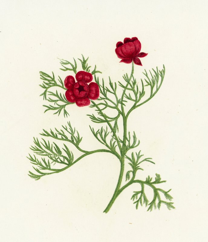 Fasanøje, Adonis Autumnalis af English School