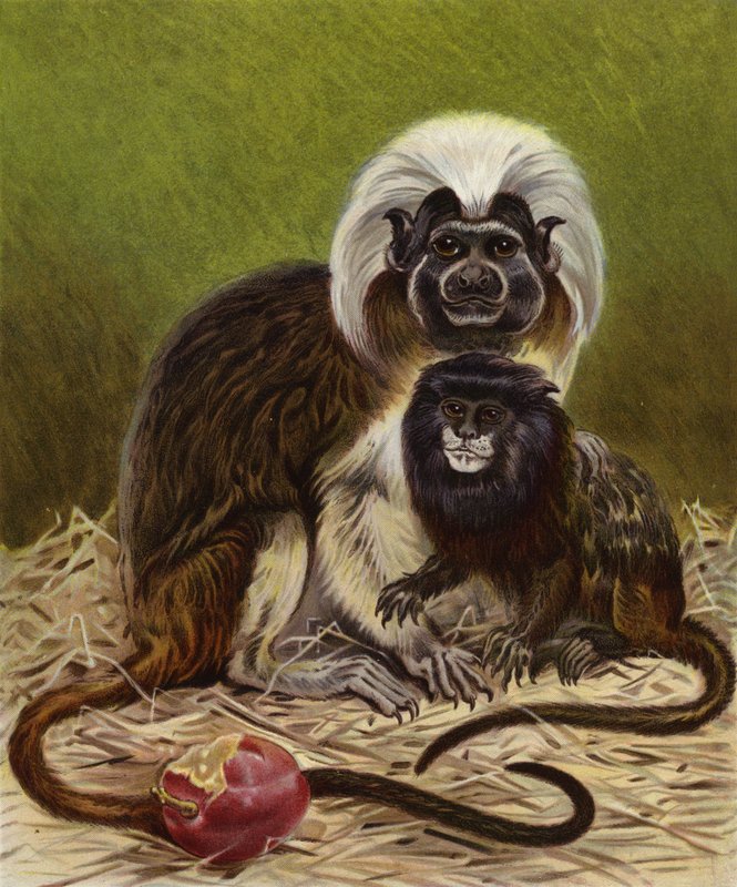 Pinche Marmoset og Negro Tamarin af English School