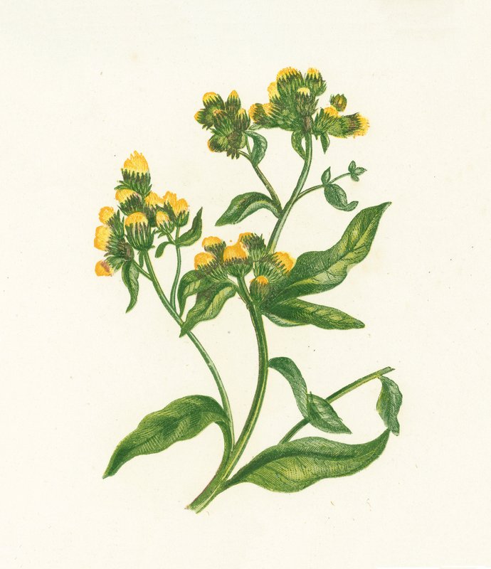 Ploughmans Spikenard, Inula Conyza af English School