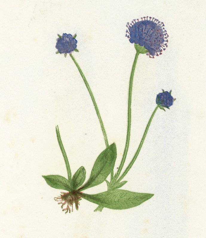Forhårig Scabious, Scabiosa Succisa af English School