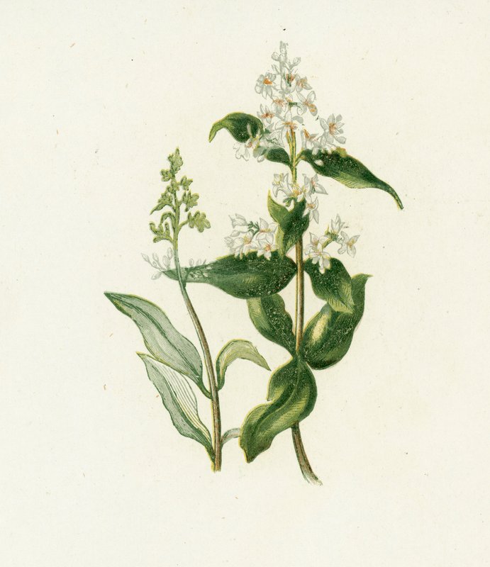 Liguster, Ligustrum Vulgare af English School