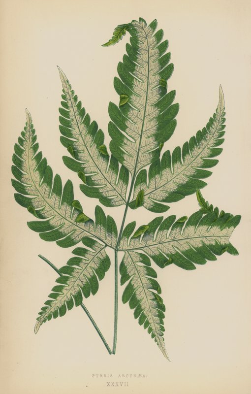 Pteris Argyraia af English School