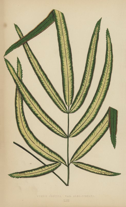 Pteris Cretica, Variety Albo-Lineata af English School