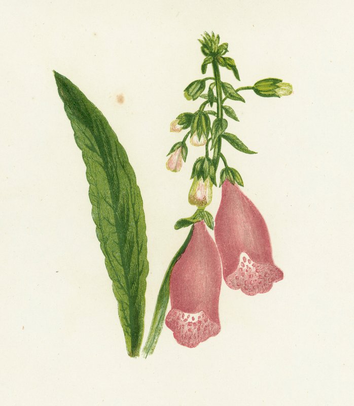 Lilla Fingerhul, Digitalis Purpurea af English School