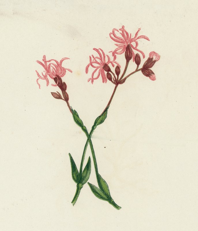 Ragged Robin, Lychnis Flos-Cuculi af English School