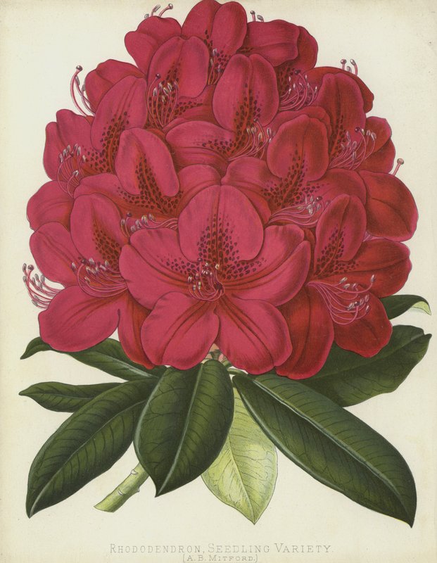 Rhododendron, Seedling Variety, A B Mitford af English School