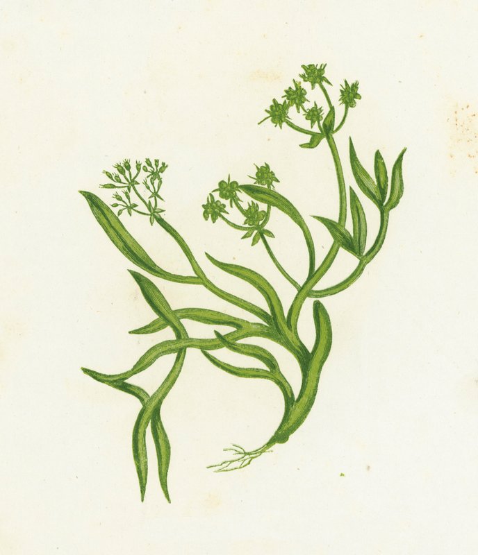 Samphire, Crithmum Maritimum af English School