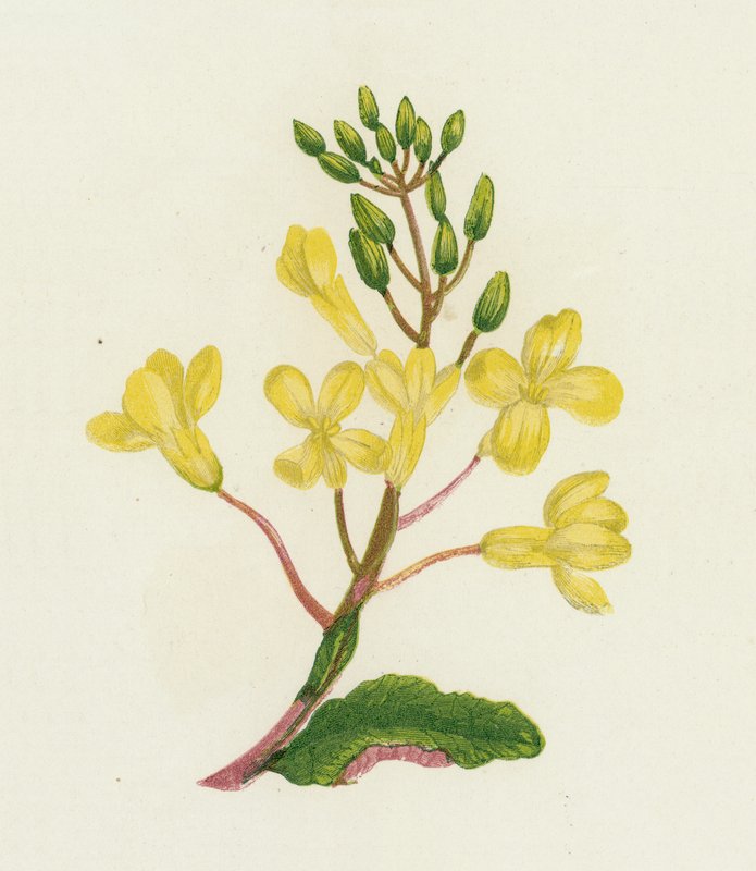 Havkål, Brassica Oleracea af English School