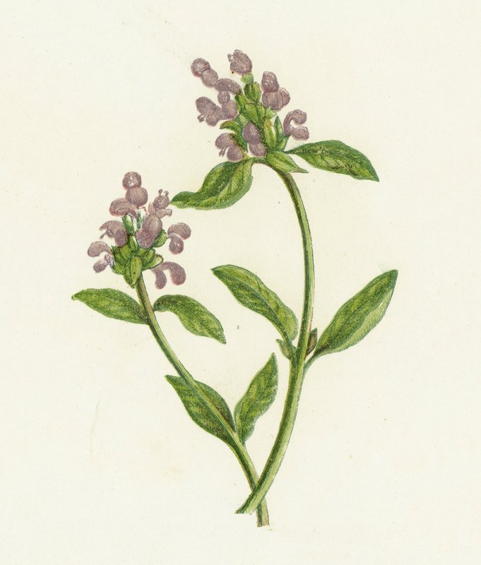 Selvhelbredende, Prunella Vulgaris af English School