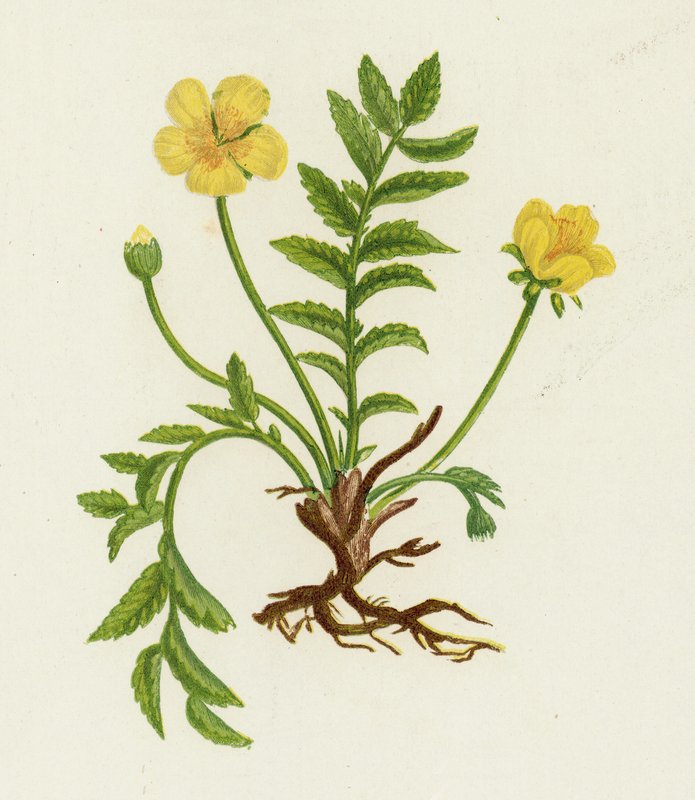 Sølvurt, Potentilla Anserina af English School
