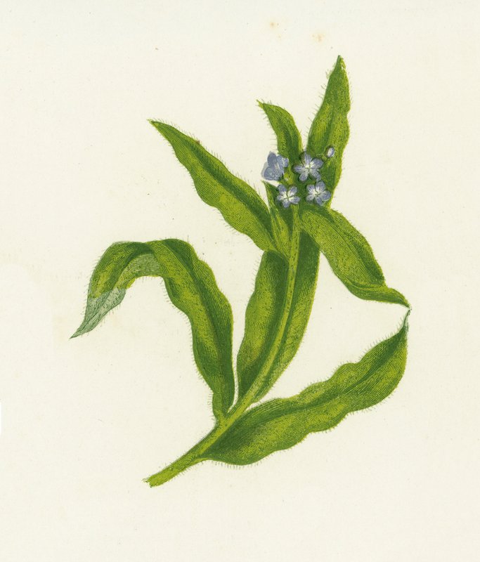 Lille Bugloss, Lycopsis Arvensis af English School