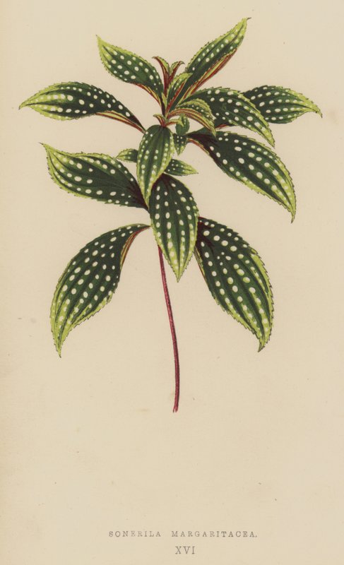 Sonerila Margaritacea af English School