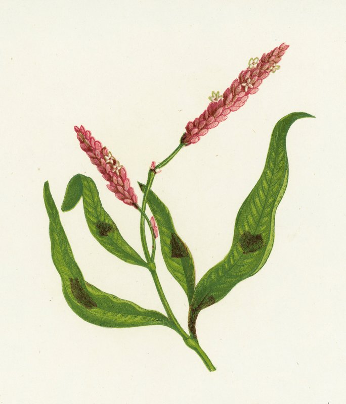 Plettet Persicaria, Polygonum Persicaria af English School