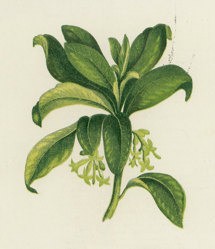Spurge Laurel, Daphne Laureola af English School