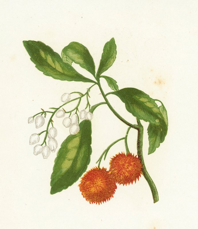 Jordbærtræ, Arbutus Unedo af English School