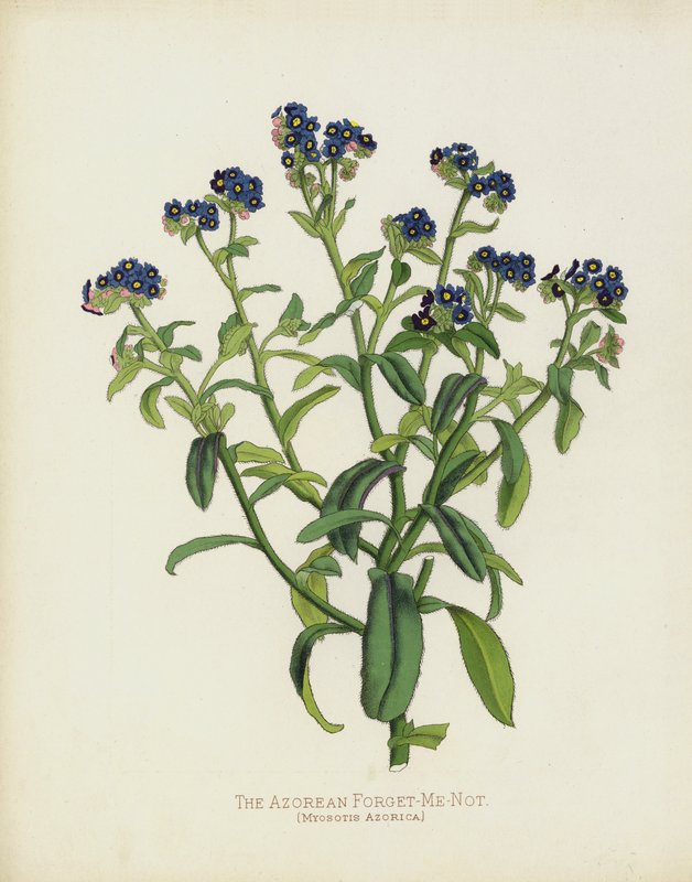 Azorernes Forglemmigej, Myosotis Azorica af English School