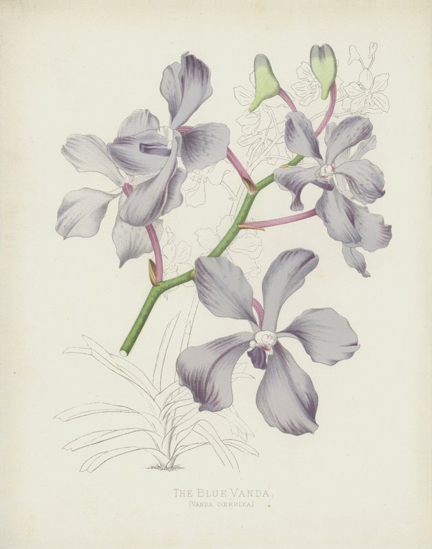 Den blå Vanda, Vanda Coerulea af English School