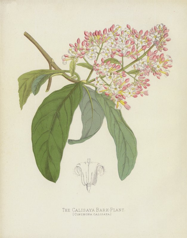 Calisaya Bark-Plant, Cinchona Calisaya af English School