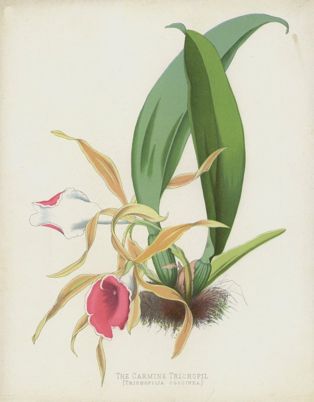 Trichopil, Trichopilia Coccinea af English School