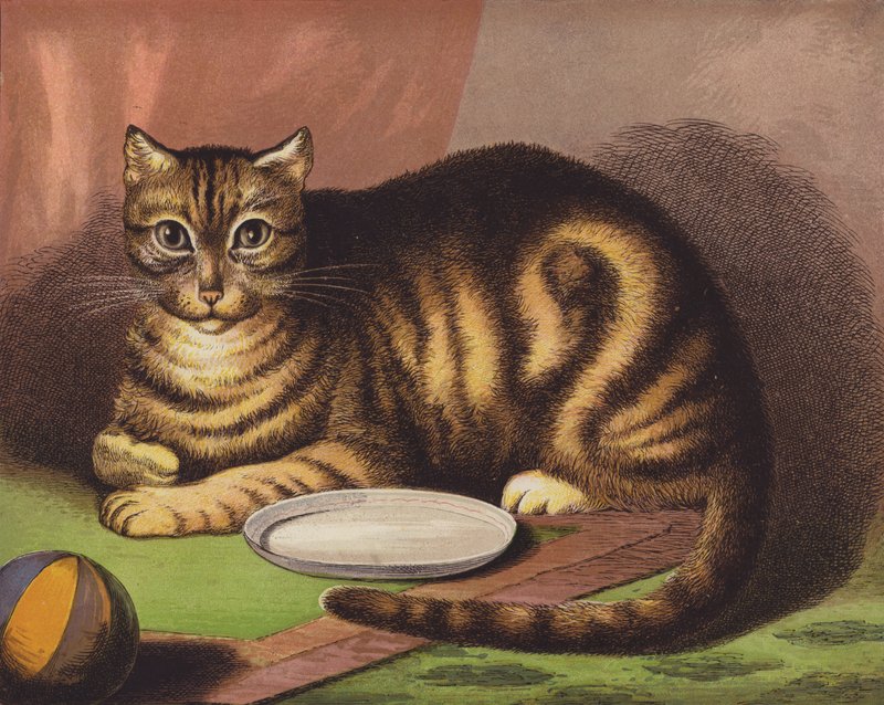 Katten af English School