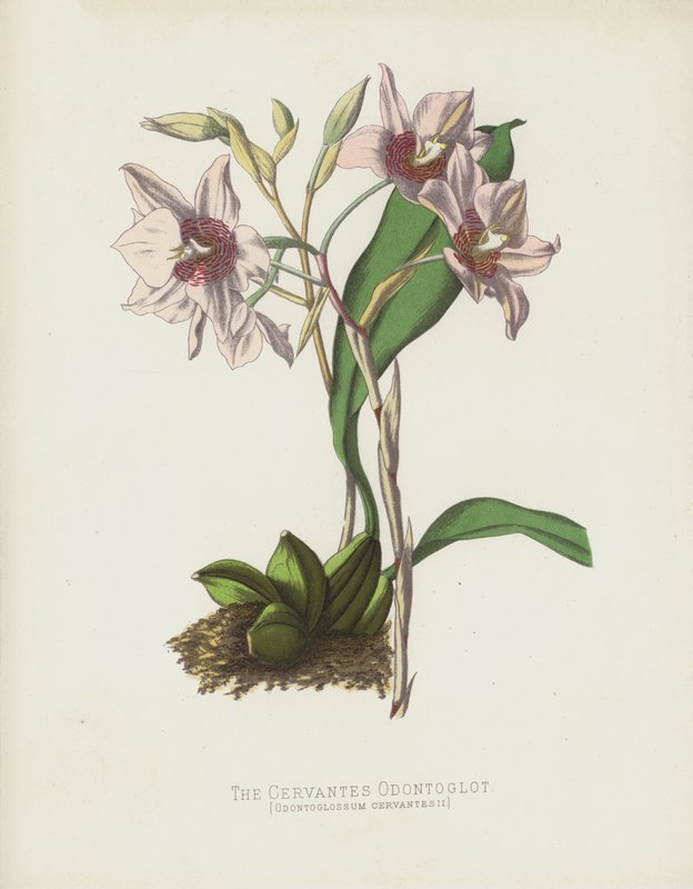 Cervantes Odontoglot, Odontoglossum Cervantesii af English School