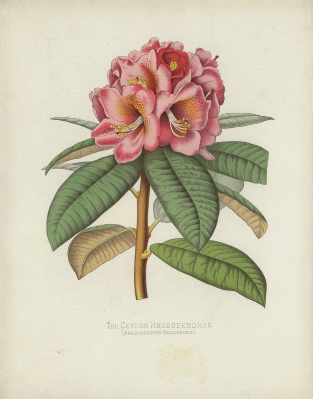 The Ceylon Rhododendron, Rhododendron Rollissonii af English School