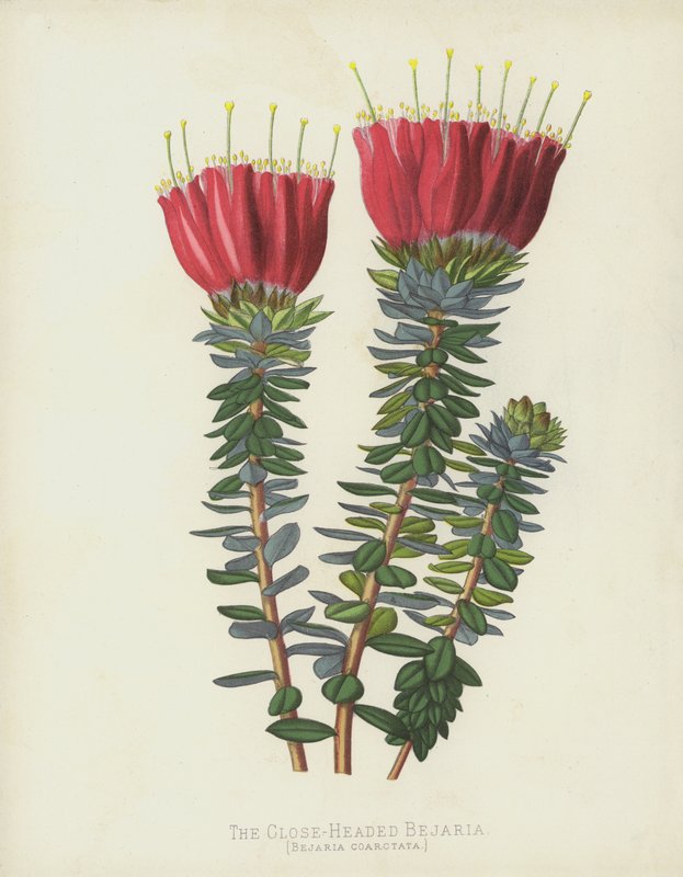 Bejaria coarctata, Bejaria coarctata af English School