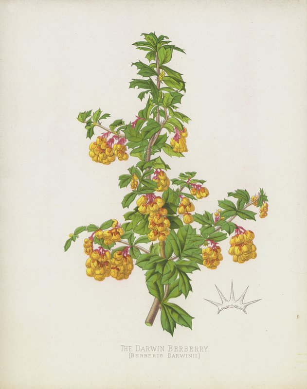 Darwin Berberis, Berberis Darwinii af English School