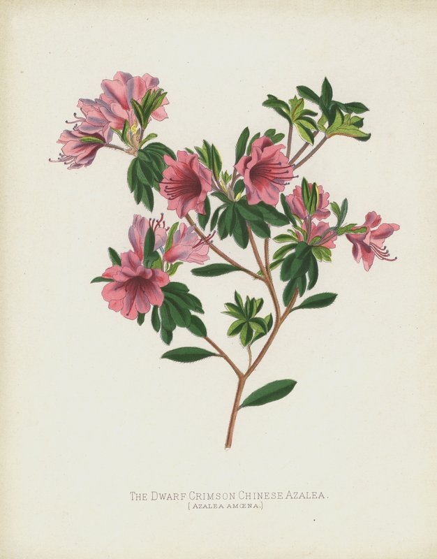 Den dværg-krimsonfarvede kinesiske azalea, Azalea Amoena af English School