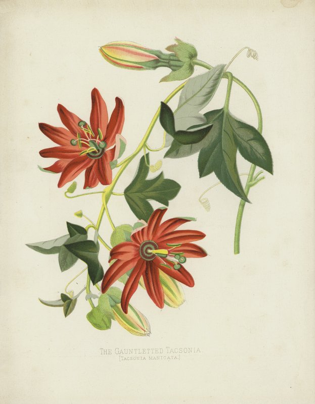 Tacsonia Manicata, Tacsonia Manicata af English School