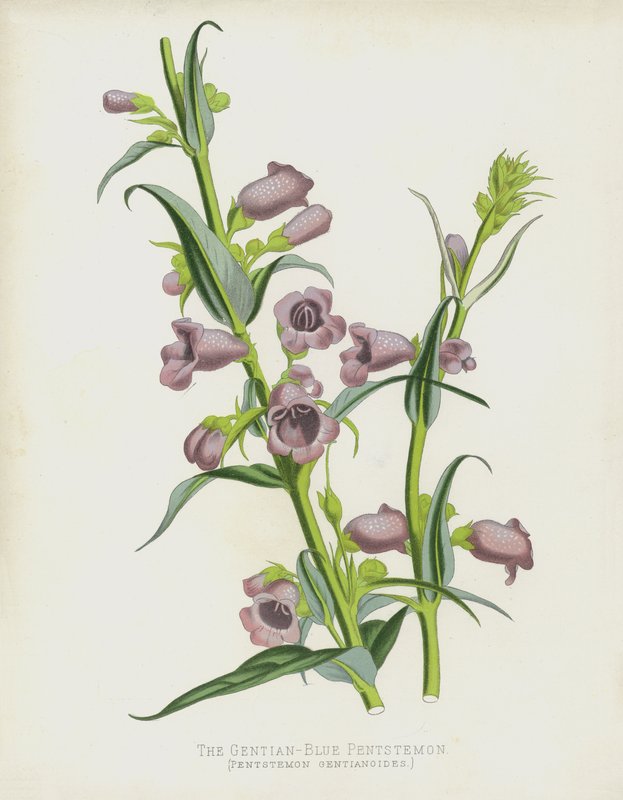 Ensian-Blå Pentstemon, Pentstemon Gentianoides af English School