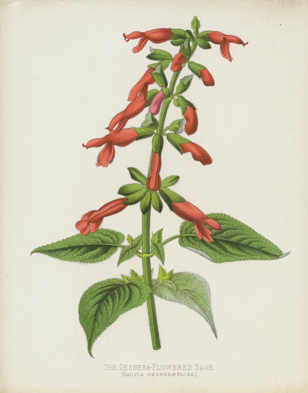 Gesnera-blomstret salvie, Salvia Gesneraeflora af English School