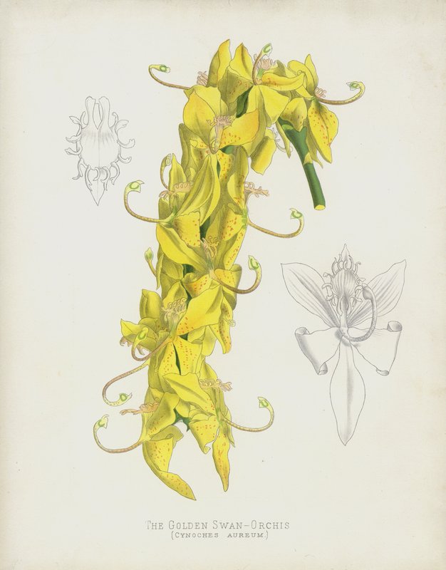 Den gyldne svane orkis, Cycnoches Aureum af English School