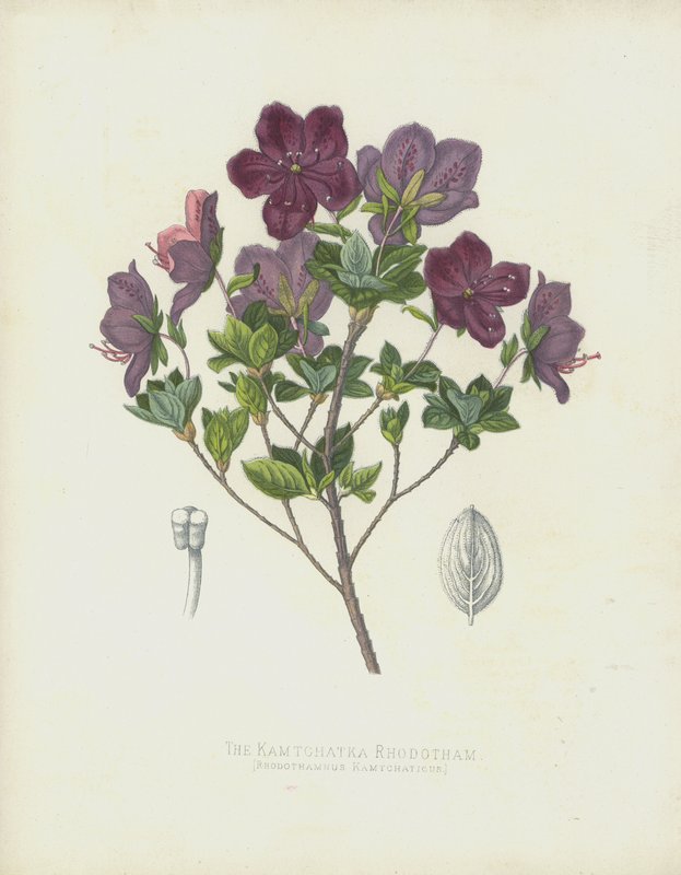 Kamtchatka Rhodotham, Rhodothamnus Kamtchaticus af English School