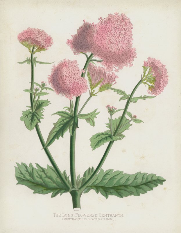 Den langblomstrede Centranthus, Centranthus Macrosiphon af English School