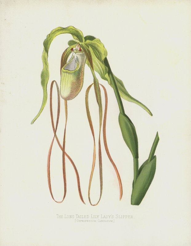 Langhalet Ladys-Slipper, Cypripedium Caudatum af English School