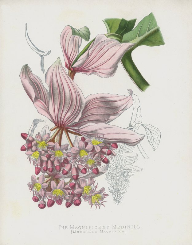Den storslåede medinille, Medinilla Magnifica af English School