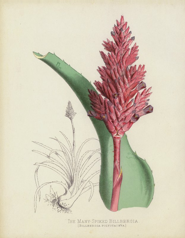 Billbergia med mange pigge, Billbergia(?) Polystachya af English School