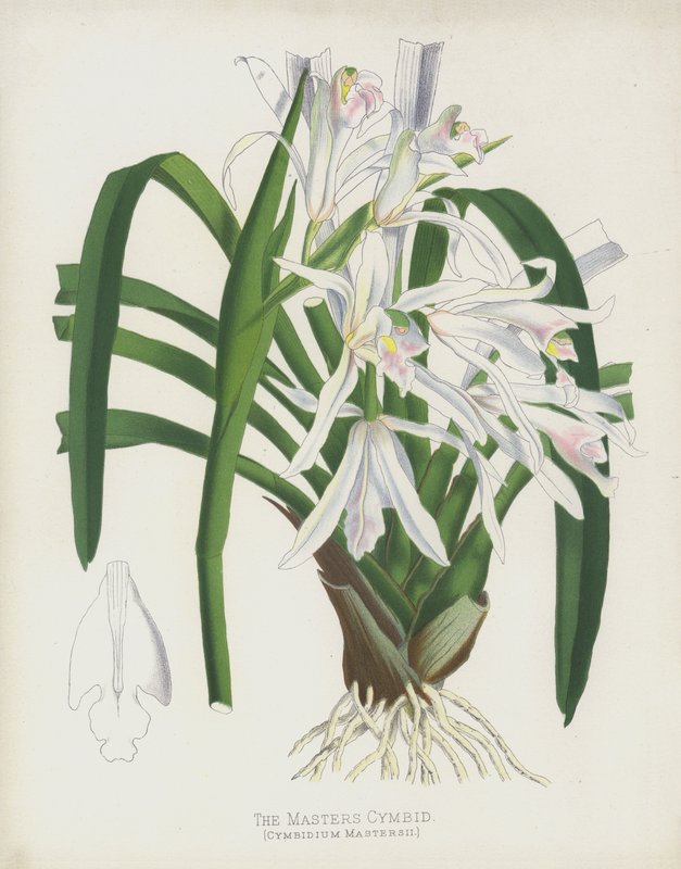 The Masters Cymbid, Cymbidium Mastersii af English School
