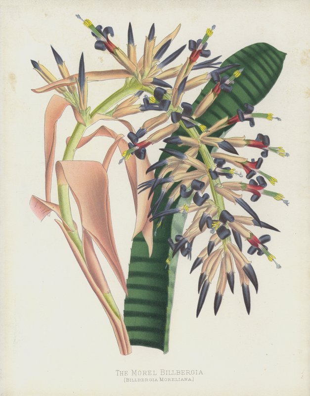 Morel Billbergia, Billbergia Moreliana af English School