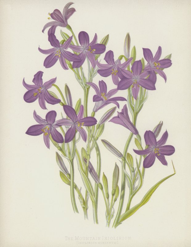 Bjerget Ixiolirion, Ixiolirion Montanum af English School