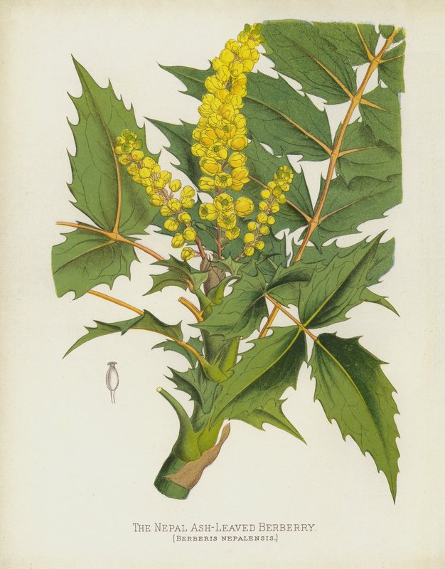 Berberis med askeløv fra Nepal, Berberis Nepalensis af English School