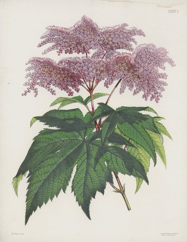 Palmetbladet Spiraea, Spiraea Palmata af English School