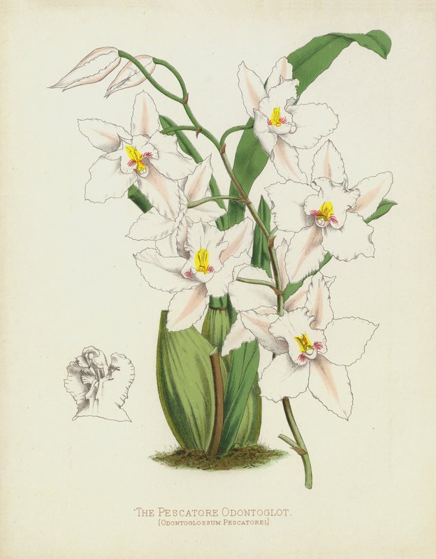 Pescatore Odontoglot, Odontoglossum Pescatorei af English School