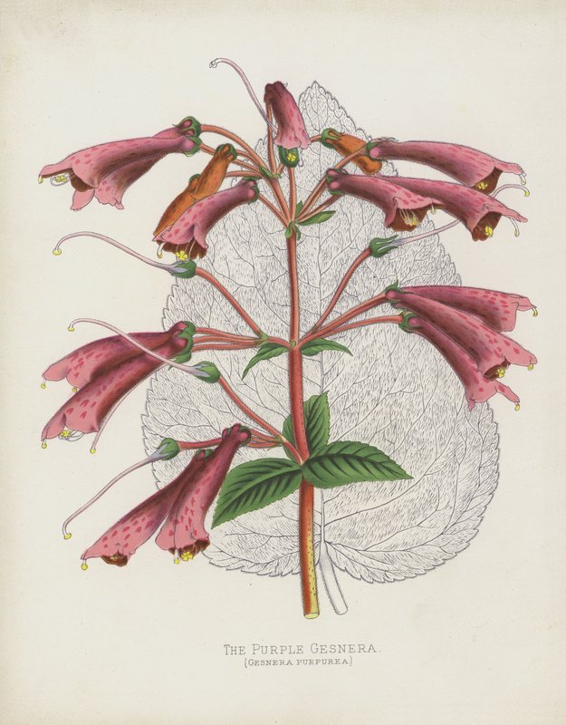 Den lilla Gesnera, Gesnera Purpurea af English School
