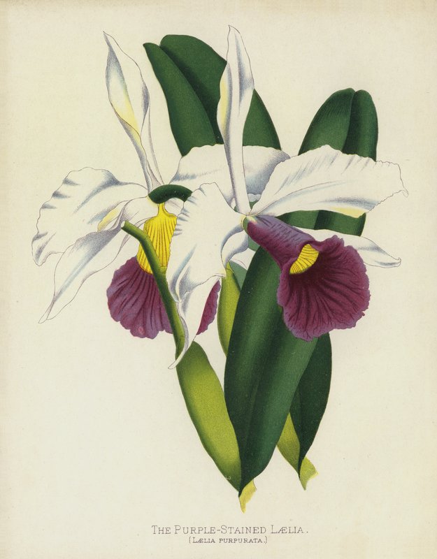 Den lilla laelia, Laelia Purpurata af English School