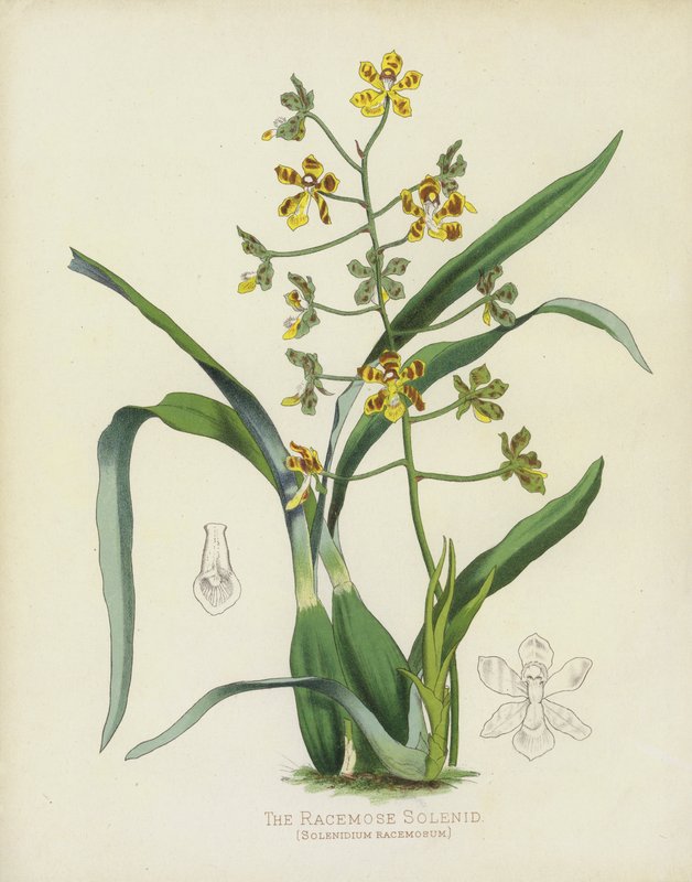 The Racemose Solenid, Solenidium Racemosum af English School